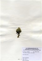 藏品(寬角叉珊藻)的圖片